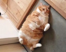 今年全省擬建逾5萬套安居房