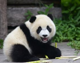 為何野獸都不敢攻擊大熊貓？你看它另外一個名字叫什麼，就明白了