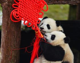 鏡觀中國丨大熊貓的30張拍立得：一部保護“滾滾”的PLOG
