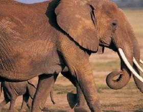 動物也記仇？一隻大象的復仇：21年，30分鐘，13條人命，86槍