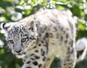 美國動物園一雪豹出現類似新冠症狀後死亡 園內一隻老虎已確診