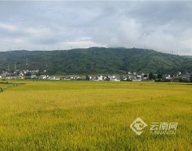 雲南永勝：四萬畝水稻開鐮收割