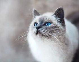科學家揭秘貓的七種性格型別