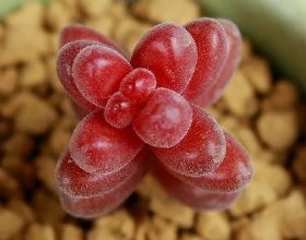 SK hynix下一代人工智慧加速器GDDR6 AiM速度更快 功耗更低