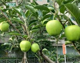 蘋果VS梨，兩大最常見水果，哪個種植更簡單？