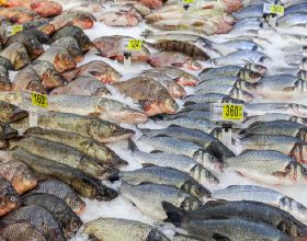 買魚時，懂行的人專買“這5種海魚”，無法人工養殖，看完長知識