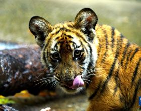 上海動物園裡的“中國虎”