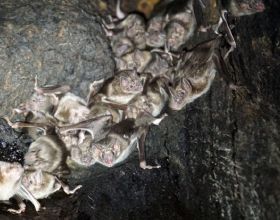 研究發現雌性吸血蝙蝠更喜歡和朋友一起覓食血液