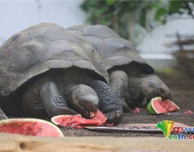 英國動物園內加拉帕戈斯象龜大快朵頤吃西瓜