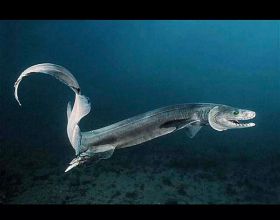世界上最原始的鯊魚，就是醜了一點點