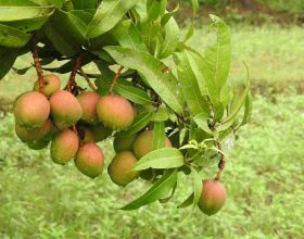 印度農民種出神奇芒果，看著像蘋果吃著像香蕉…還有孜然口味？