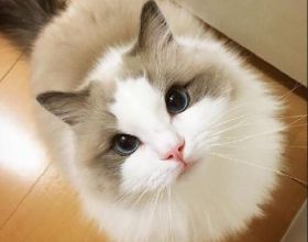 布偶貓用品分享｜新手養貓乾貨指南