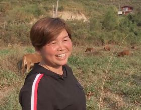 農村婦女彭美竹，養牛10年坐擁1200萬資產，帶領鄉民發家致富