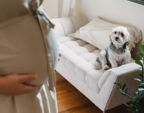 孕期不養寵物就安全了？這幾點不注意，胎兒仍有危險