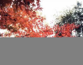 今年秋天一定要去下南京棲霞山，中國四大賞楓勝地之一，風景絕美