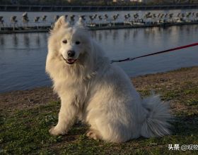 中國本土犬種包括哪些？被禁養的中國名犬有哪些呢？