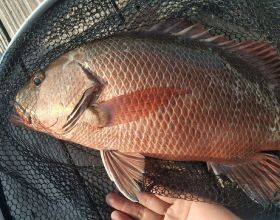 近海海釣最刺激的魚種——紅鮋，如何釣，在哪裡可以釣到？
