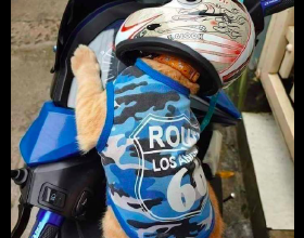 主人買了一頂迷你的頭盔，然後讓貓咪戴上坐摩托車，太酷炫了吧