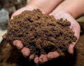 泥炭土是怎麼來的？弄清原理後，自己在家做，用來養花超有營養