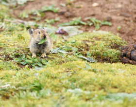 高原鼠兔：高原上全是我的天敵，有人惦記我身子，有人盯著我的窩