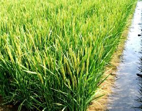 水稻稻瘟病的嚴重性都來看看，防治不好減產不少