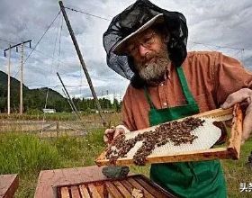 蜂界：蜂蜜能延長人的壽命；專家：就是種高度濃縮糖，誰在誇大？