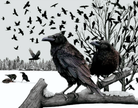 烏鴉死後，為什麼周圍會聚集一群活著的烏鴉？難道烏鴉也辦葬禮？