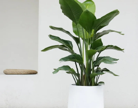 2021年最流行的客廳花卉植物，看看哪種最適合你家