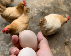 雞蛋全身都是寶，從蛋清到蛋殼，用處真不少