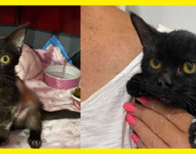 小黑貓被火燒傷，救出8周後，它實現了蛻變