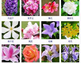 認識這常見800種景觀觀花植物，從此花神就是你！附植物習性種植