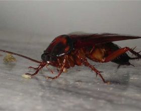 蟑螂在地球上有什麼作用？如果滅絕，對人類會有什麼後果？