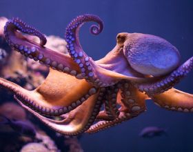 章魚的智商究竟有多高？科學家試驗後發現，它的爪子都充滿了智慧