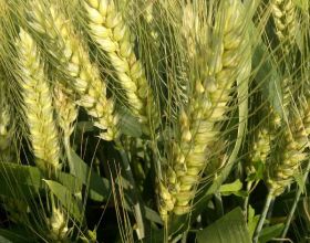 強筋小麥需求量大，這幾個強筋小麥品種，產量高效益好