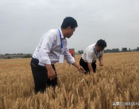 這個小麥新品種，在我國種植面積最大，連續9年全國第一