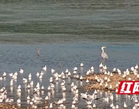 新城控股：回售6億元公司債，將按期償付4049萬美元債