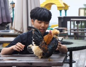 奇葩韓國高中生沉迷養雞，還帶雞上課，200只稀有雞震驚鳥類專家
