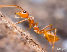 那個螞蟻與蛐蛐的寓言故事，可能是讓你窮困潦倒的根源