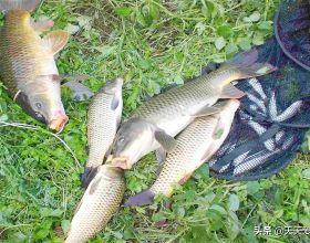 秋分前後，大魚經常在這5個地方扎堆，隨便釣一釣，也能連竿上魚
