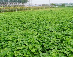 日系の動漫風系列圖片第二十九期（原圖來源於網路侵刪）