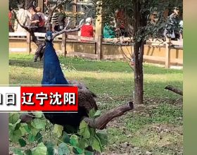 瀋陽一景區疑似將孔雀綁在樹上供遊客觀賞？其中一隻孔雀腳已經紅腫，景區：為了防止孔雀傷人