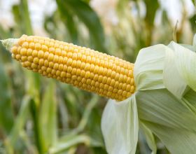 大資料工程師都是幾十K，工資是真高