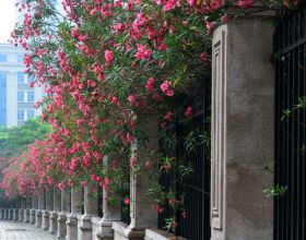 “芋”見仙景 遇見美好