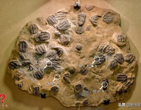 神奇的奧陶紀古生物化石：一塊化石板上聚集了3種三葉蟲和海蛇尾