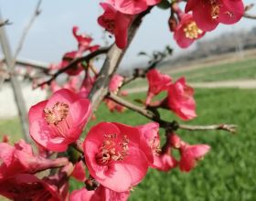 尋寶俄羅斯&bull;世界寶石王國中的YYDS