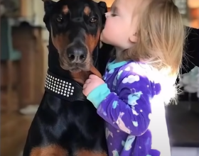 關於一隻杜賓犬救了一個小女孩的故事