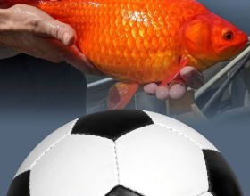 金魚家養易死亡，為何被放生後能長到足球大小？