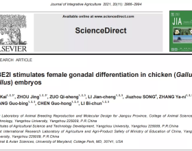一個新的雌性特異表達基因UBE2I參與雞性別分化