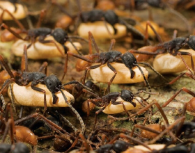 揭秘世界上最大的蟻后：一個蟻后可以創造一個蟻群