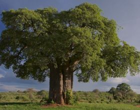 杜蘭特和西蒙斯何時歸來？納什：我並不清楚